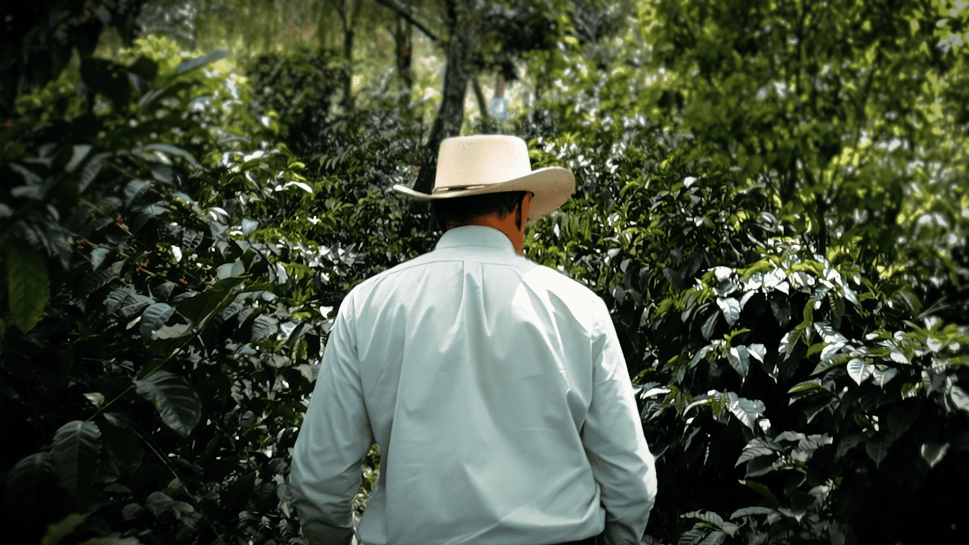 La Papaya landscape